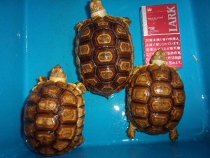 KODAK Digital Still Camera