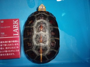 KODAK Digital Still Camera