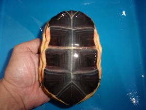 KODAK Digital Still Camera