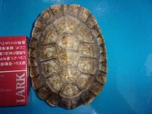 KODAK Digital Still Camera