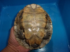 KODAK Digital Still Camera