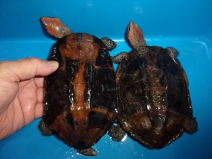 KODAK Digital Still Camera