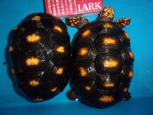 KODAK Digital Still Camera