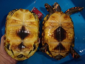 KODAK Digital Still Camera