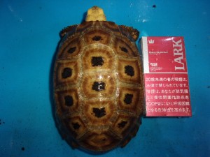 KODAK Digital Still Camera