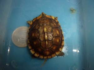 KODAK Digital Still Camera