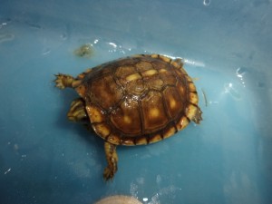 KODAK Digital Still Camera