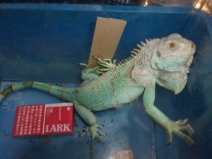 KODAK Digital Still Camera