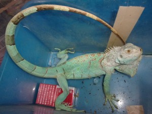 KODAK Digital Still Camera