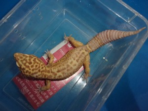 KODAK Digital Still Camera