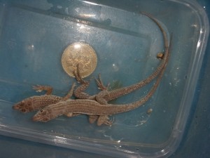 KODAK Digital Still Camera