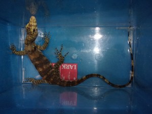 KODAK Digital Still Camera