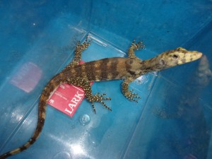 KODAK Digital Still Camera