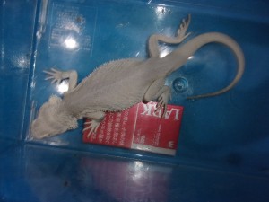 KODAK Digital Still Camera