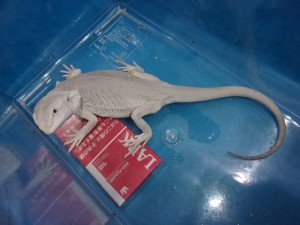 KODAK Digital Still Camera