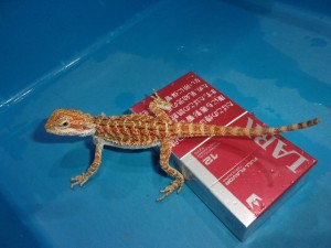 KODAK Digital Still Camera