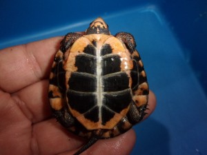 KODAK Digital Still Camera