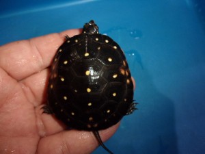 KODAK Digital Still Camera