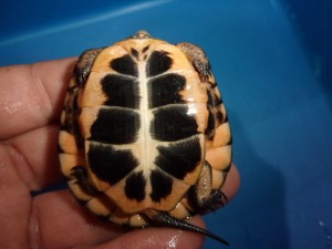 KODAK Digital Still Camera