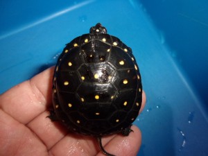 KODAK Digital Still Camera