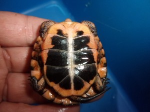 KODAK Digital Still Camera