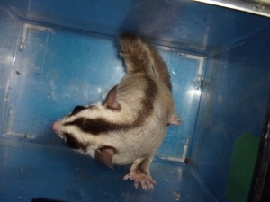 KODAK Digital Still Camera