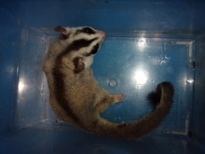 KODAK Digital Still Camera