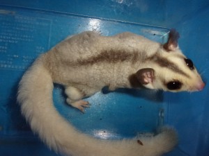 KODAK Digital Still Camera