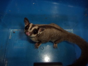 KODAK Digital Still Camera