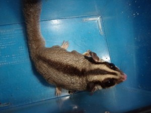 KODAK Digital Still Camera