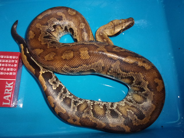 ボルネオブラッドパイソン（Lサイズ）【１９，５８０円/税込】