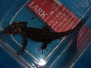 KODAK Digital Still Camera