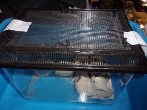 KODAK Digital Still Camera