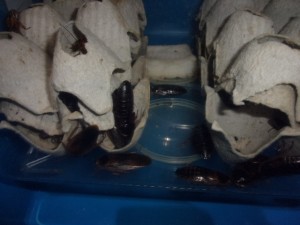 KODAK Digital Still Camera