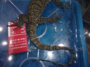 KODAK Digital Still Camera