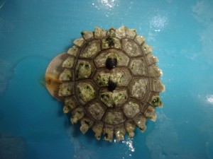 KODAK Digital Still Camera