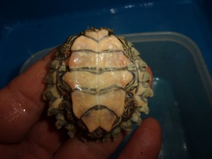 KODAK Digital Still Camera