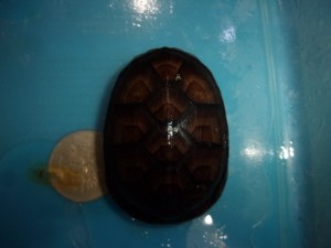 KODAK Digital Still Camera