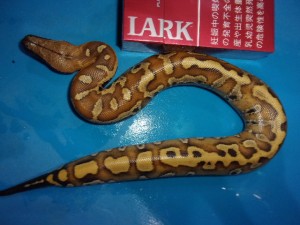 マラヤンブラッドパイソン（バンカレッド）【２１，７８０円/税込】