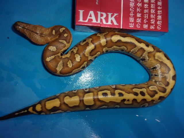 マラヤンブラッドパイソン（バンカレッド）【２１，７８０円/税込】