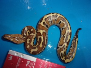 マラヤンブラッドパイソン（バンカレッド）【２１，７８０円/税込】