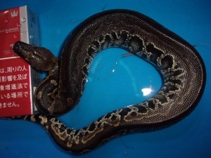 KODAK Digital Still Camera