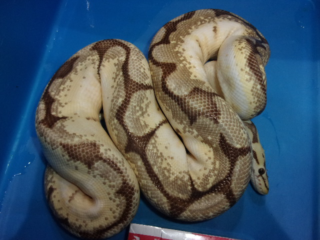 ボールパイソン（オレンジドリームバンブルビー）【１６，２８０円/税込】