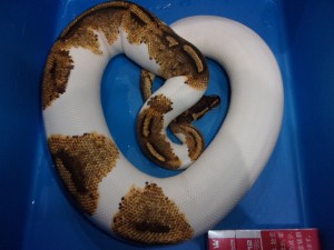 KODAK Digital Still Camera