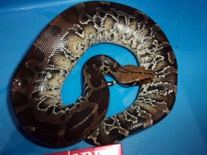 KODAK Digital Still Camera