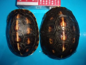 KODAK Digital Still Camera