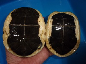 KODAK Digital Still Camera