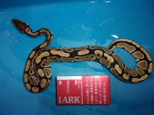 KODAK Digital Still Camera