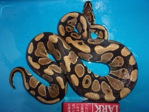 KODAK Digital Still Camera