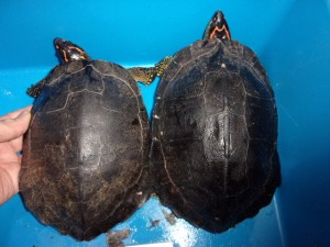 KODAK Digital Still Camera